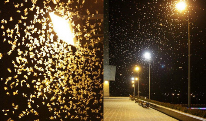 Зачем мотыльки летят на свет лампочки, обжигаются и умирают? (4 фото)