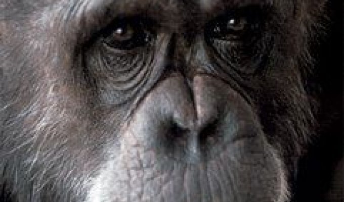  Говорящие обезьяны и сознание животных (6 Фото + текст)