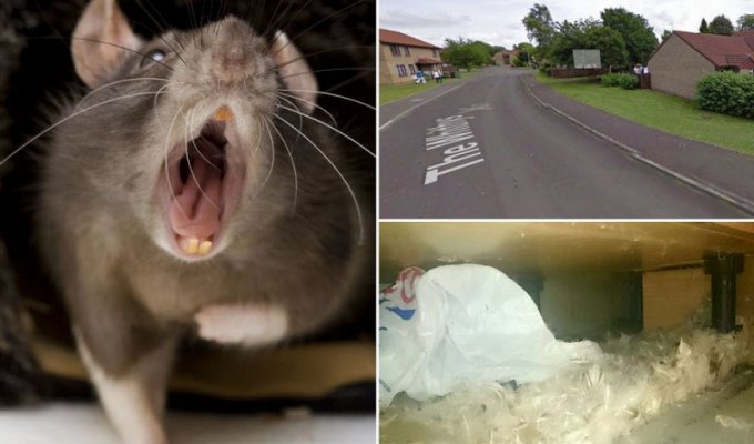 Англии угрожает нашествие полуметровых супер-крыс (12 фото)