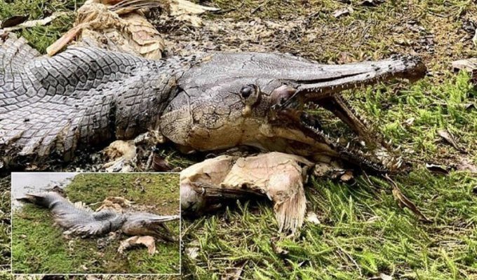 Рыба-крокодил напугала сингапурцев (4 фото + 1 видео)