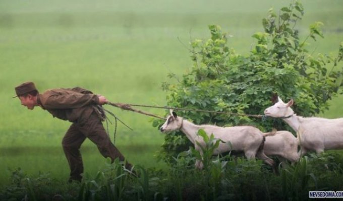 Тяжелая жизнь козла в Северной Корее (3 фото)