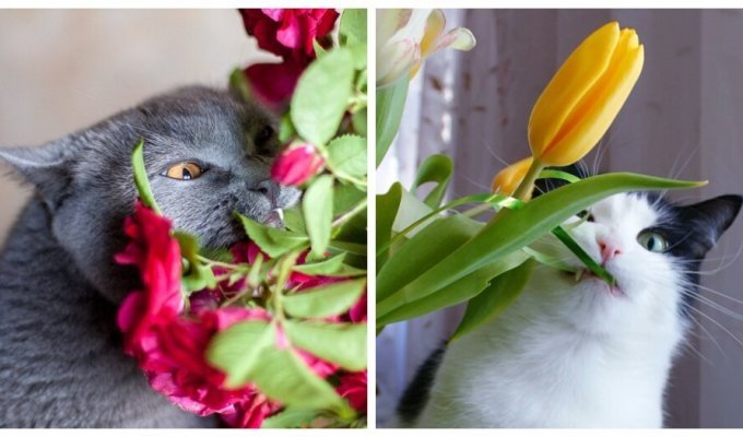 Коты, которые едят цветы (23 фото)