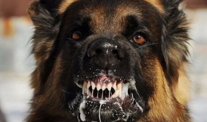 Спецназ советует: как действовать при нападении собаки (5 фото)