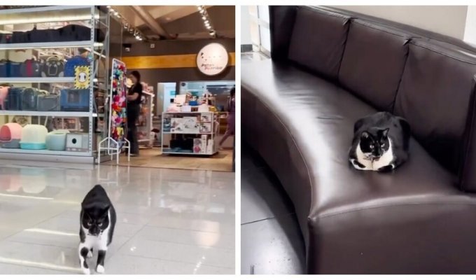 Владельцы зоомагазина спасли бездомную кошку и теперь она живет в торговом центре (11 фото)