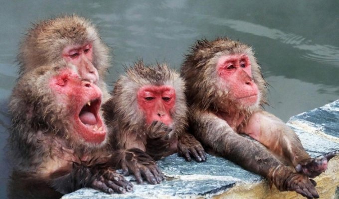Сезон купания японских макак в горячих источниках открыт, и это невероятно забавно (8 фото)