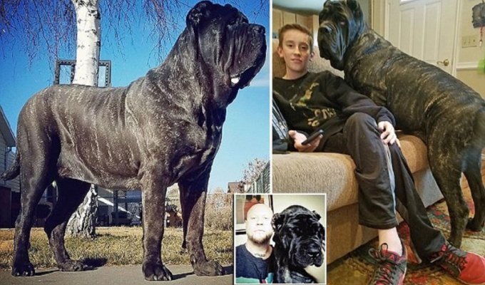 Самый большой щенок в мире живет в Юте (16 фото + 1 видео)