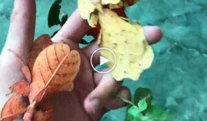 Филиппинская листовидка
