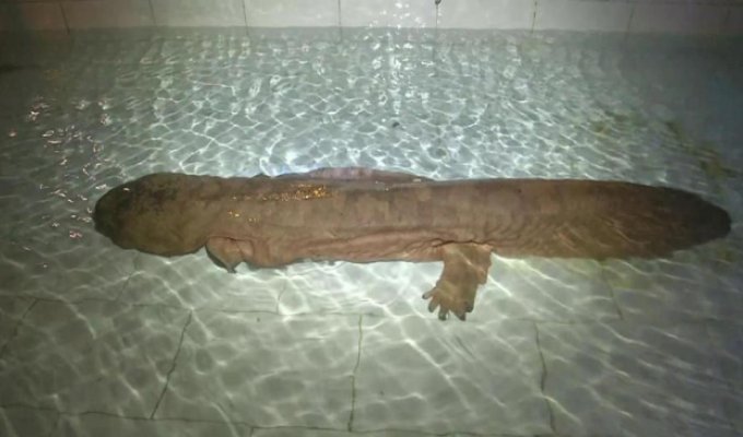 В Китае найдена редкая 200-летняя гигантская саламандра (4 фото)