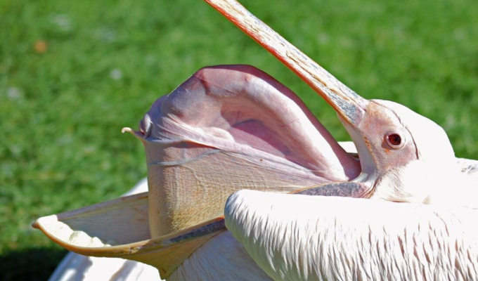 Как птицы могут говорить и петь, если у них нет губ и голосовых связок? (5 фото)