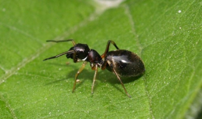 Пауки-муравьи (10 фото)