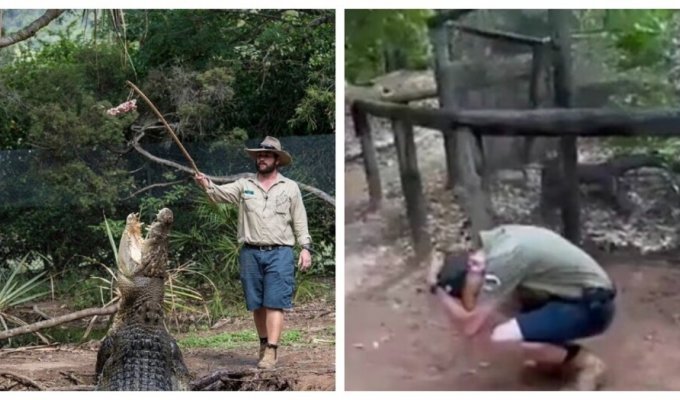 Крокодил напал на смотрителя заповедника (5 фото + 1 видео)