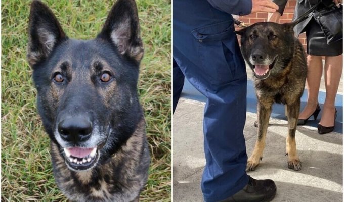 Герой: полицейский пес вернулся на службу после шести ранений (7 фото)