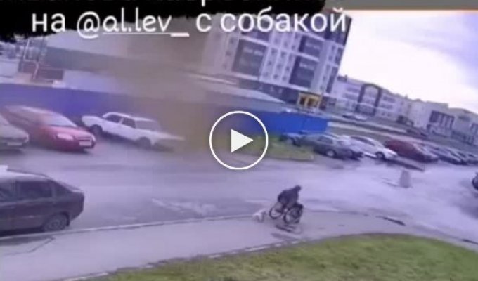 В Ульяновске инвалид-колясочник отбил своего пса от бродячих собак