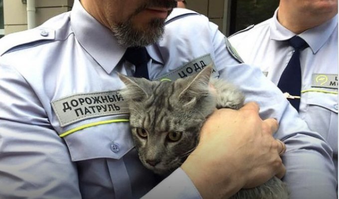 Сотрудники дорожного патруля спасли четырехмесячного котенка (4 фото)