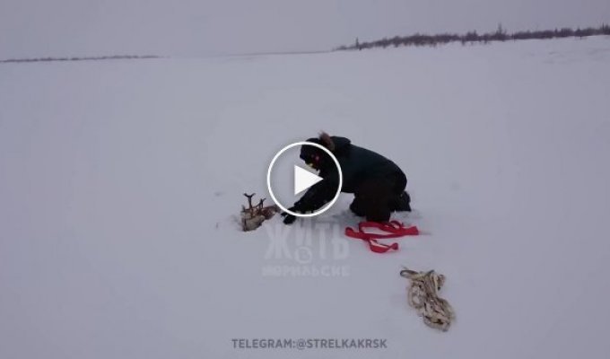 Спасение северного оленя, угодившего в снежную ловушку