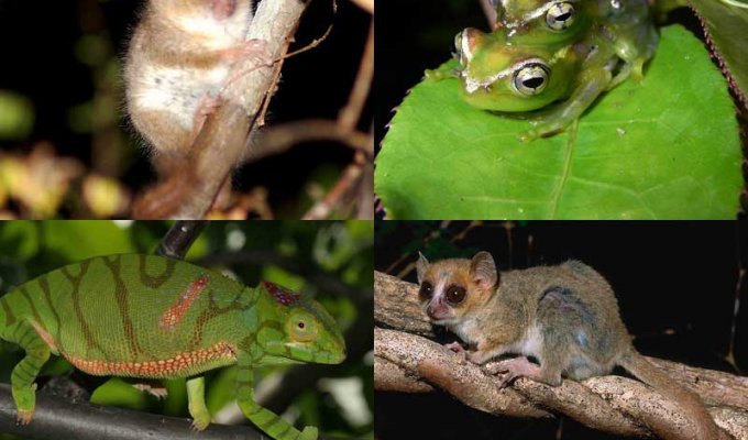 Удивительные создания Мадагаскара (13 фото)