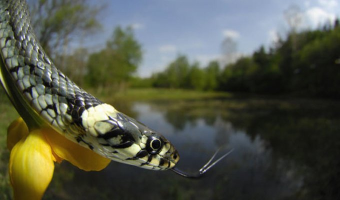 Сокращение численности змей (13 фото)