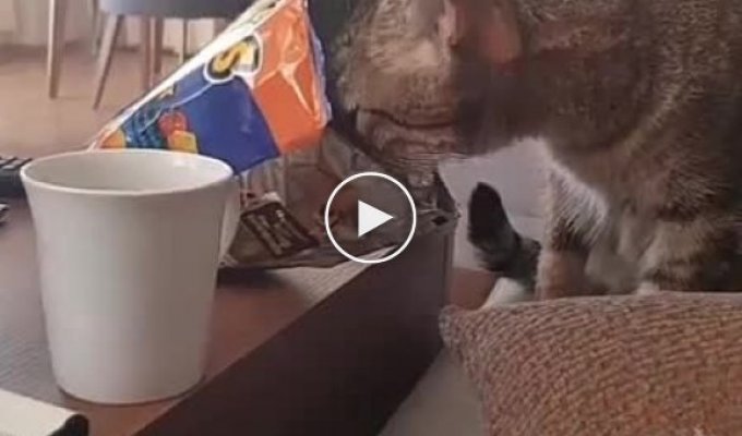 Кот, который слишком сильно любит чипсы