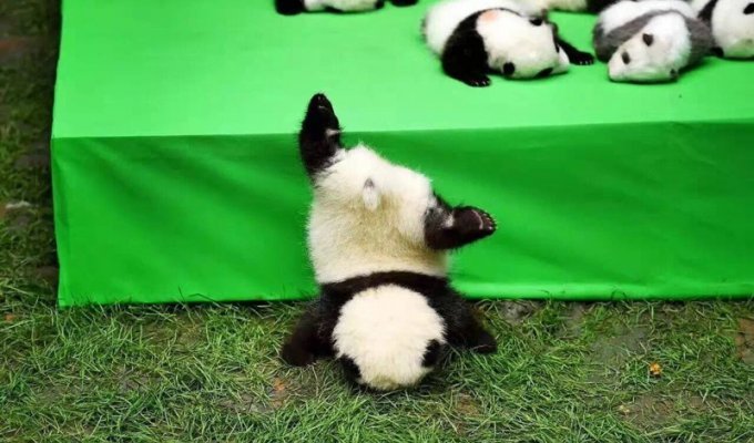 Детеныш панды, который так пытался сбежать с собственной презентации, что нечаянно упал (15 фото + 1 видео)