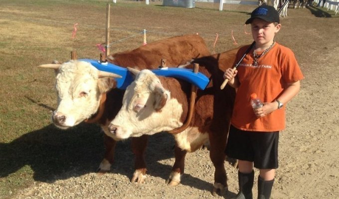 Американский фермер гордится своими мини-коров (17 фото)