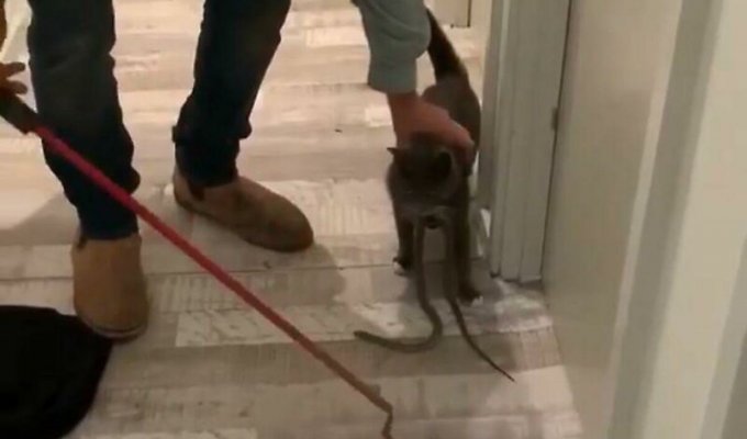 Кот принёс домой ядовитую змею (3 фото + 1 видео)
