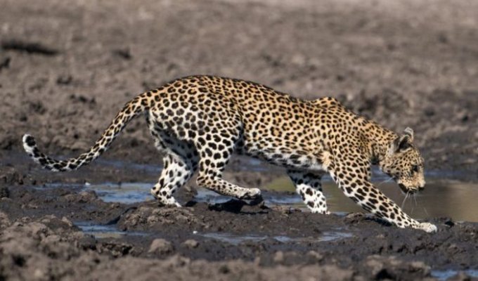 Леопард «порыбачил» в грязи (9 фото)