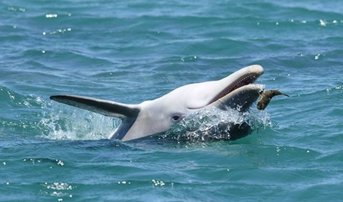 Как рыба фугу помогает «прибалдеть» австралийским дельфинам (8 фото + 1 гиф)
