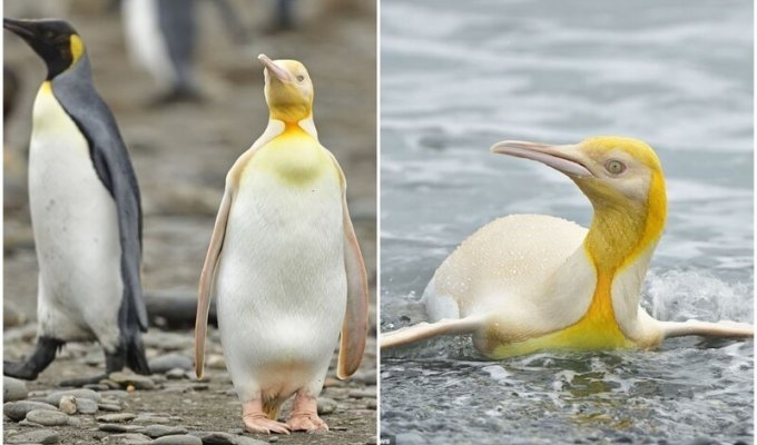 Не такой как все: в Атлантике засняли желтого пингвина (5 фото)