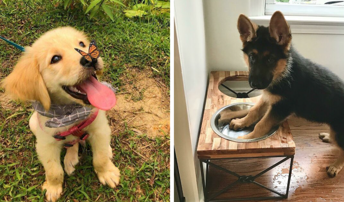 40 милейших фото собак, которые скрасят ваш день (41 фото)