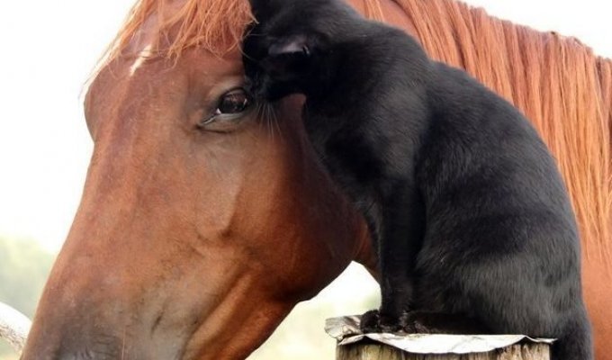 Невероятная история дружбы застенчивого кота и жизнерадостной лошадки (7 фото)