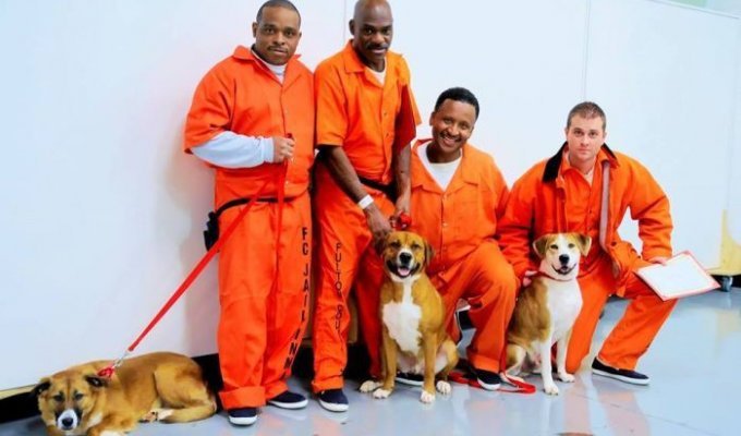 В одной из тюрем США заключенным разрешили брать на воспитание бездомных собак (8 фото)