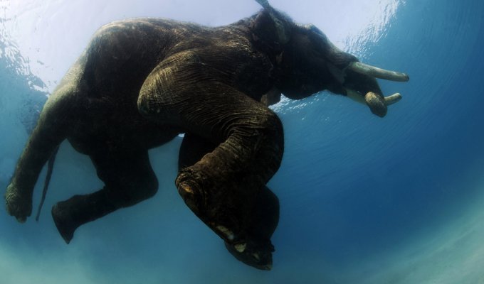 Последний плавающий слон (10 фото)