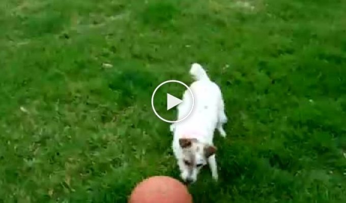 Собака баскетболист