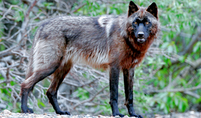 Ученые неожиданно установили, что чернобыльские волки мутировали и теперь не болеют раком (4 фото)