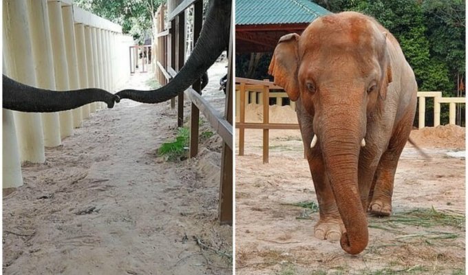 "Самый одинокий слон в мире" впервые за много лет влюбился (4 фото)