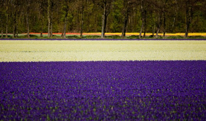 Цветочные поля Голландии (20 фото)