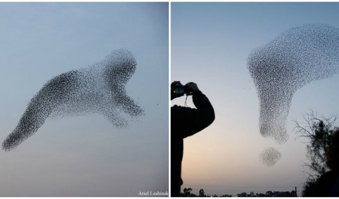 Птицы рисуют: стаи скворцов создают удивительные фигуры в небе (11 фото)