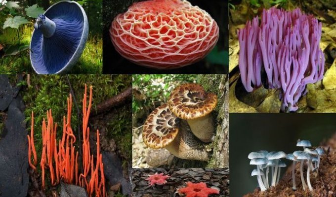 Самые красивые грибы на планете (16 фото)