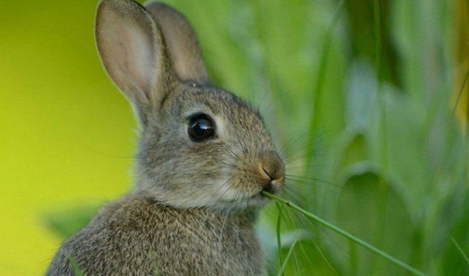 Интересные факты про зайцев (1 фото)