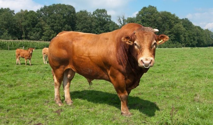 Почему у быков в носу кольцо? (5 фото)