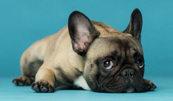 Фотограф делает очумелые снимки самых эмоциональных собак (28 фото)