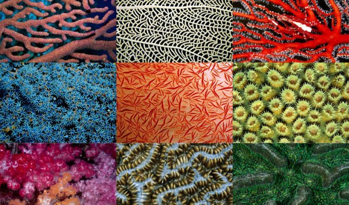 Узоры природы: Кораллы (10 фото)