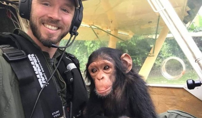 Трогательные кадры полета детеныша шимпанзе в реабилитационный центр (5 фото + 1 видео)