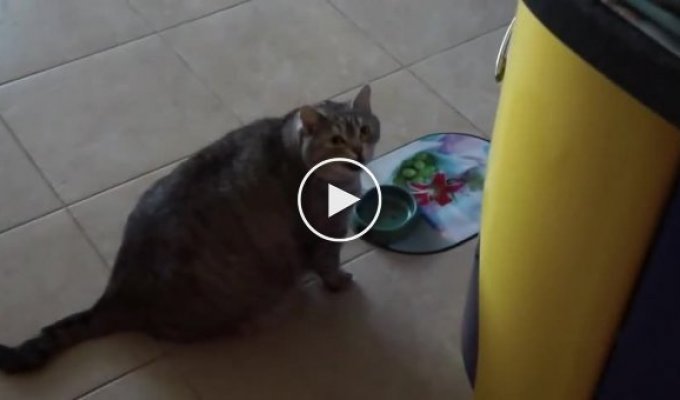 Жестокое обращение с толстым котом