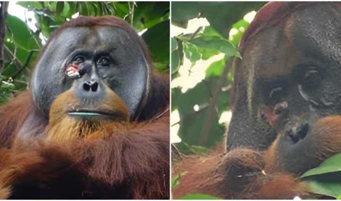 Дикий орангутан доказал, что приматы умеют лечиться с помощью фитотерапии (3 фото + 1 видео)