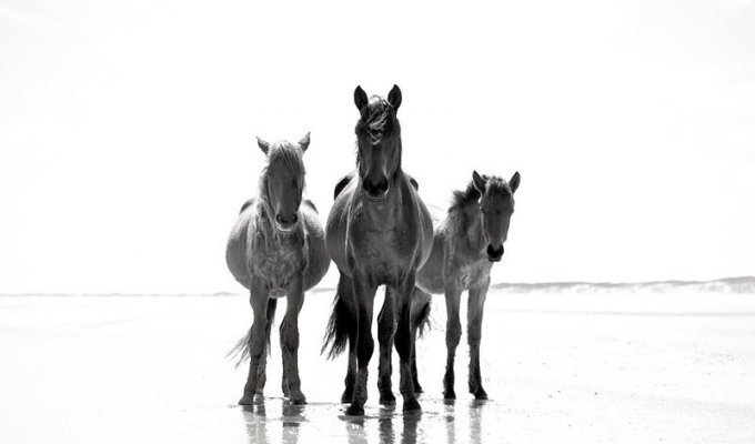 Дикие лошади острова Камберленд (14 фото)