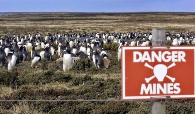 Как заминированное побережье Фолклендских островов стало домом для миллиона пингвинов (4 фото)