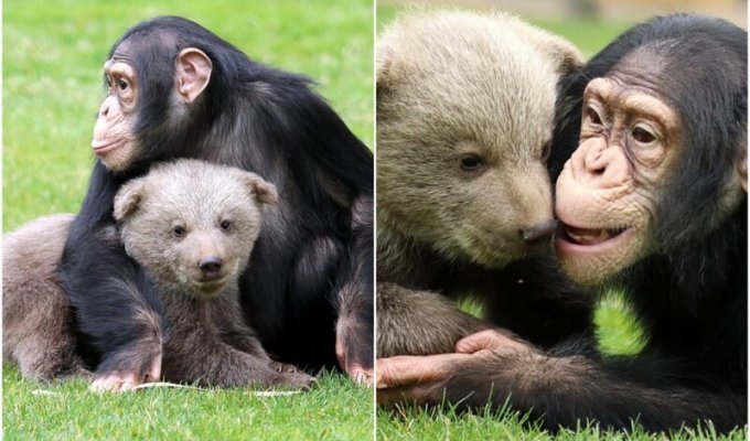 В турецком зоопарке подружились шимпанзе и медвежонок (14 фото)