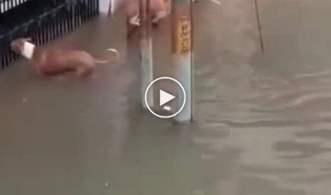 Крокодил преследует собаку на затопленной улице