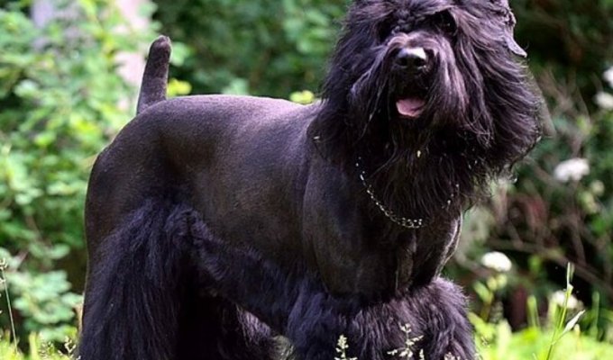 Русский черный терьер: жемчужина российского собаководства (1 фото)